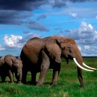 Abigaille Warmington