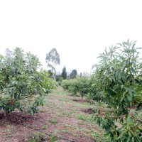 George Darlinton Mugo