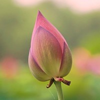 Brijesh Kumar