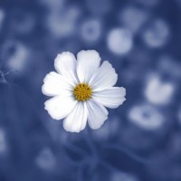 Test Account