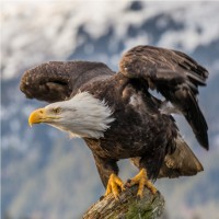 Eagles Team