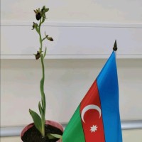 Sona Hesenova