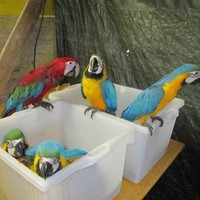 Parrot  Eggs Supplier