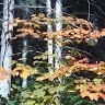 Forest Goodman