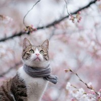 彭娇娇