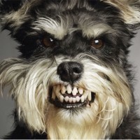 Test Monkey