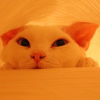 😼🧶Robi Brunner