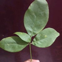 Ananta Behera