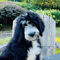 Mova Dog