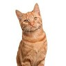 Meow Cat