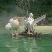 李正华