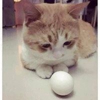 贺文俊