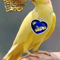 samer mohamed