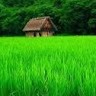 k santhoshi