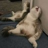 Happy Cats Can