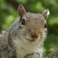 Deshawn Squirrel