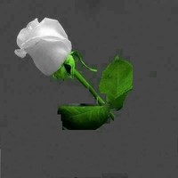 MD JORJIS ALI