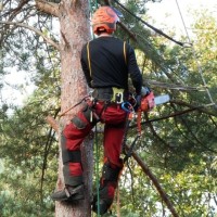Tree Surgeon Darlington