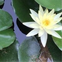 尚圆圆