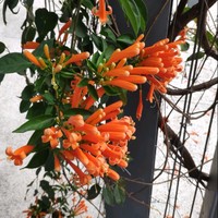 Chen Tera