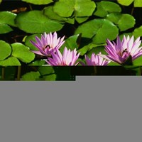 MICROVISION DETECTIONS