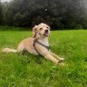 Cerys M