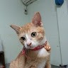 Daniya Metha