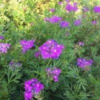 成都汇