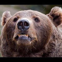 Big Bear