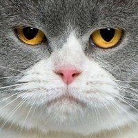 黄福超