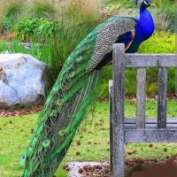 Vijay Shankar Palani