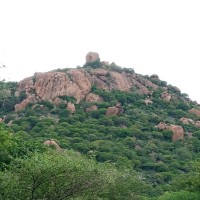 v sarukesh