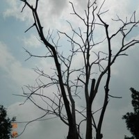 Kamrul Hassan