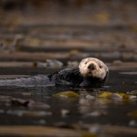 Aleksandar Novakovic