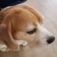 Cricket Beaglesworth