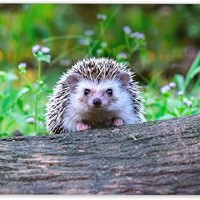 Sonic Deshaies