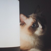 周立超