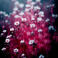 كبرياء رجل شرقي