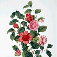 Nur Hossain Nil
