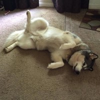 Fluffy Dog