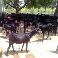 Osmanabadi Goat Farming