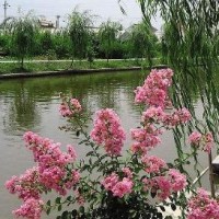 叶志华