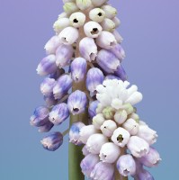 student Keira Berkaw