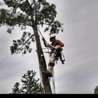 PODARTE Poda de Arboles en Altura