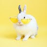 Aww Animals And Pets