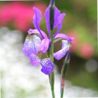 Iris Tan