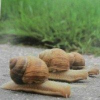 金淑红