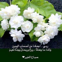 أبو عبدو