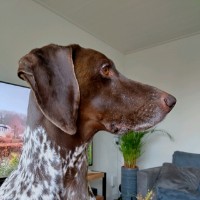 Harry Oude Vrielink