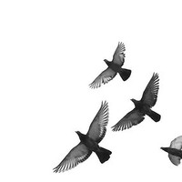 Mayapple Travel Solutions